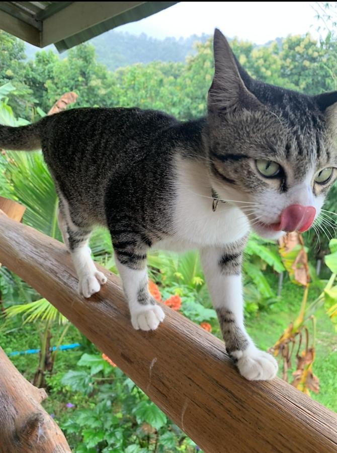 True Nature Chiang Mai - Homestay Retreat Luaran gambar