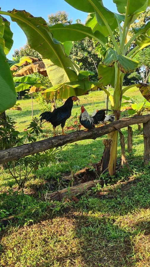 True Nature Chiang Mai - Homestay Retreat Luaran gambar